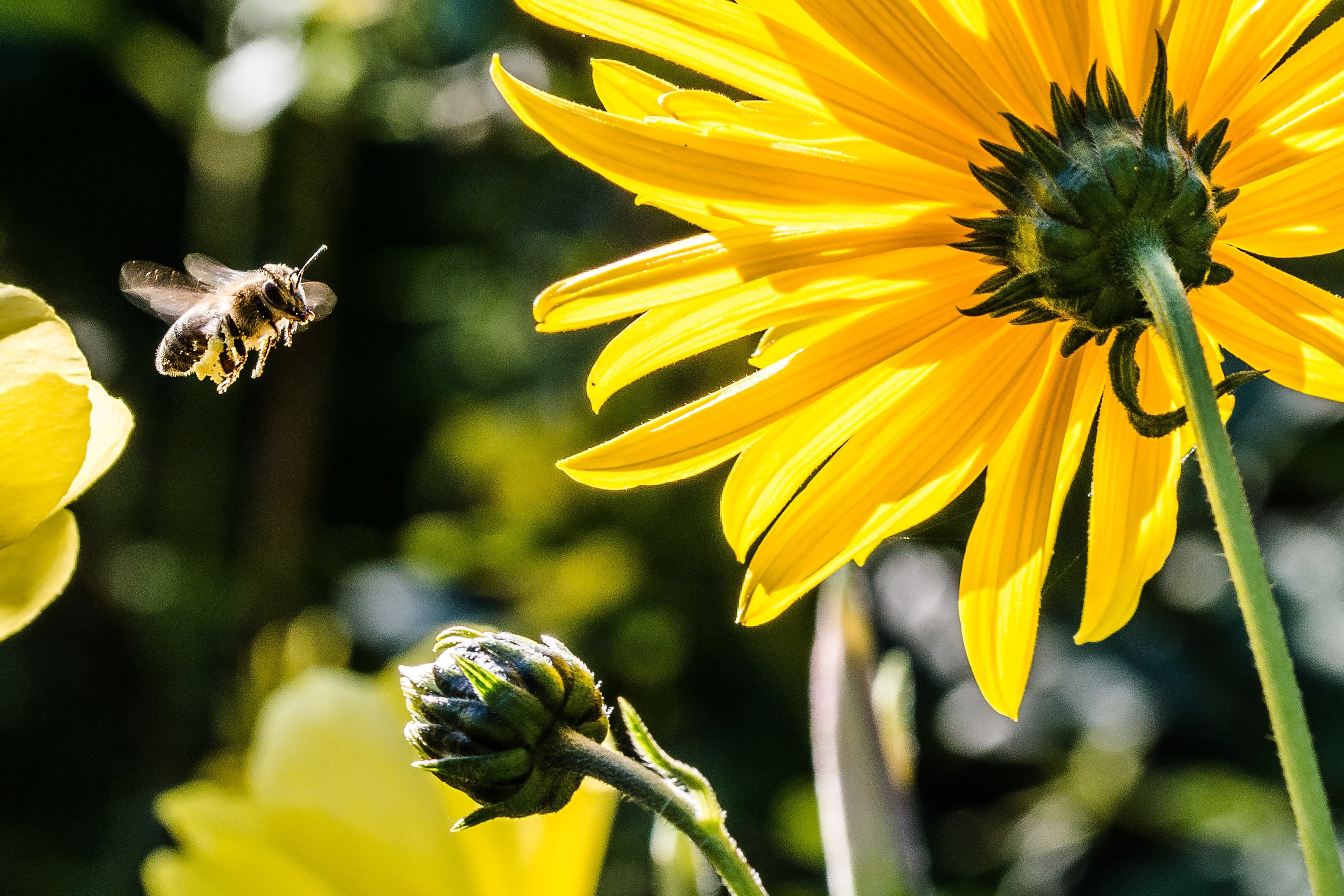 Bienen und Wespen - Kein Grund zur Panik